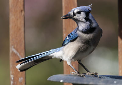 Bluejay on the rim of the bird bath