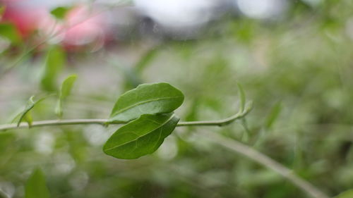 Close-up of plant