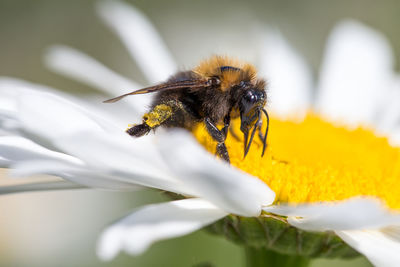 Close-up of honeybee on flower