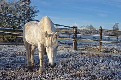 Horse standing in paddock in winter