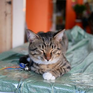 Close-up portrait of cat relaxing on floor