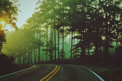 Road amidst trees