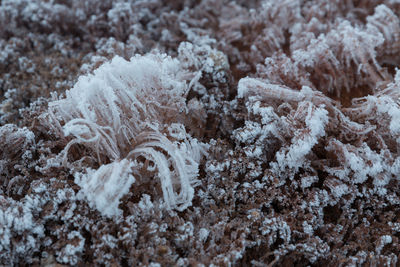 Close-up of snow on tree