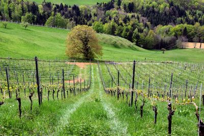 Scenic view of vineyard with forest behind in spring