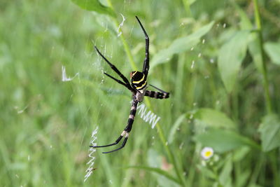 Close-up of spider on web