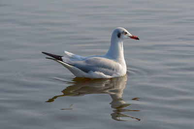 Seagull on a lake