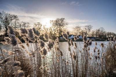 View of plants by lake against sky