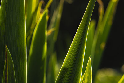 Close-up of green leaves