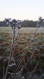 Close-up of dry plant on field against sky