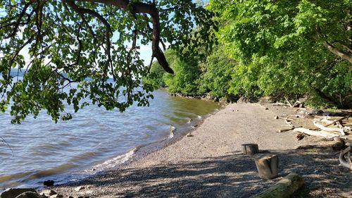 Trees on beach