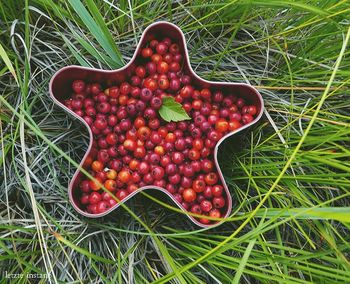 High angle view of fruits on field