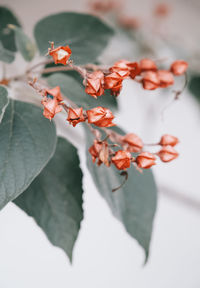 Close-up of red flowering plant