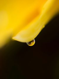 Close-up of yellow flower