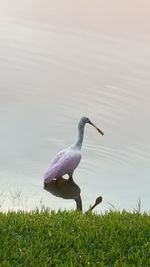 Bird on grass by water against sky