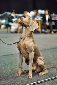 Dog looking away on street in city