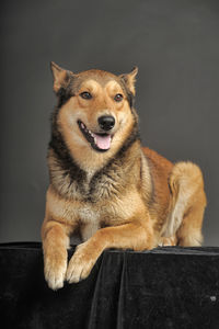 Close-up portrait of a dog