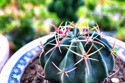 Close-up of succulent plant