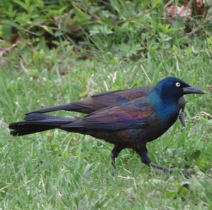 Close-up of bird perching on grass