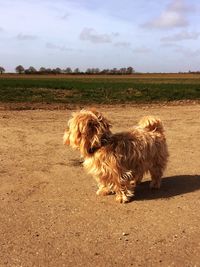 Dog on field against sky