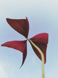 Low angle view of red plant against sky