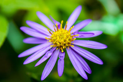 Close-up of purple flowering plant