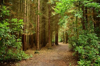 Footpath amidst trees in forest