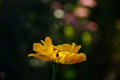 Close-up of yellow flower against colorful bokeh 