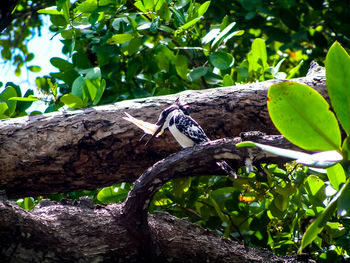 Low angle view of bird perching on tree
