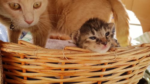 Cat lying in basket