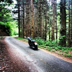 Person riding bicycle on road in forest