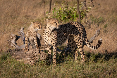 Cheetahs standing on grassy field in forest