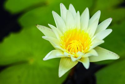 Close-up of yellow flower blooming outdoors