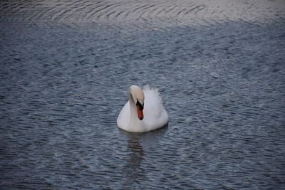 Swan swimming in lake