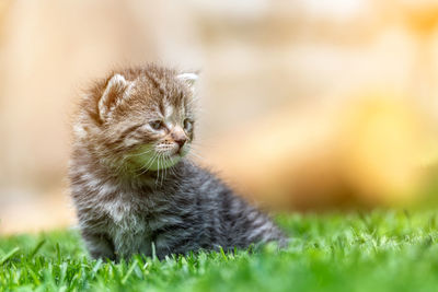 Cat looking away on field