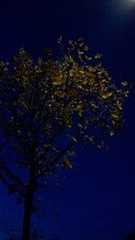 Low angle view of trees against sky