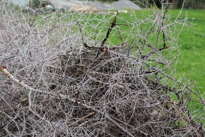 Close-up of wilted plant on field