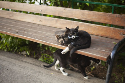 Cat sitting on bench