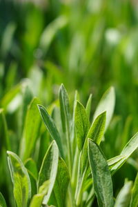 Close-up of plant growing on field