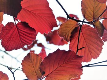 Close-up of autumnal leaves