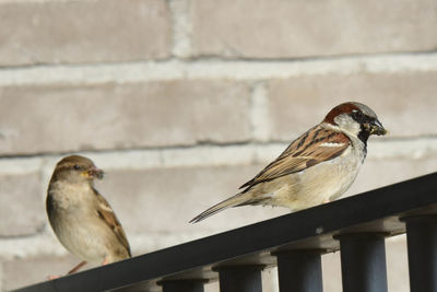 Close-up of bird siting on railing against wall with insect in beak 