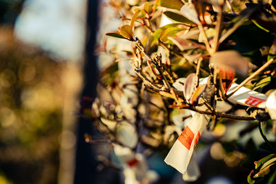 Close-up of plant hanging on tree