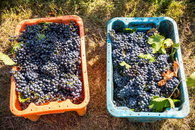 High angle view of blueberries in basket