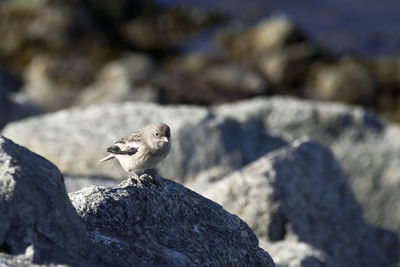 Close-up of bird on rock