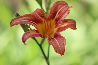 Close-up of pink flower