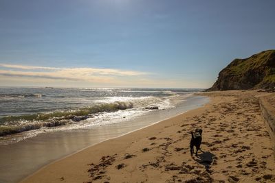 Dog on beach against sky