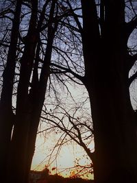 Low angle view of bare tree against sky