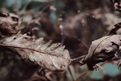 Close-up of dry leaves