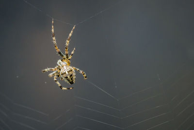 Close-up of spider on web