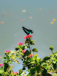 Pink lotus water lily in lake
