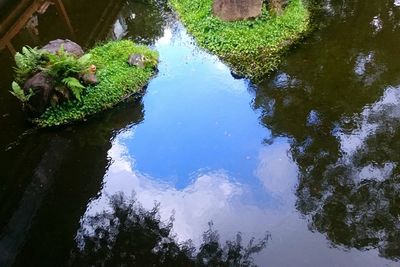 Reflection of trees in water